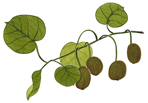 pia taccone fruits et legumes kiwi